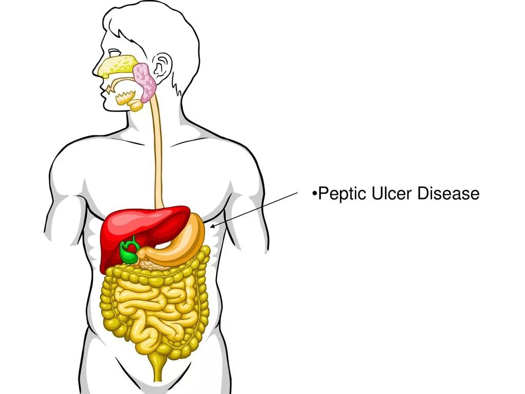 Пища передвигается. Пища передвигается. Как работает пищеварительная система кратко. Процесс пищеварения. Пища передвигается.