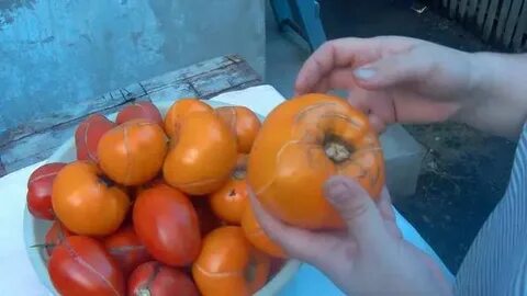 Томат бочка меда урожайность
