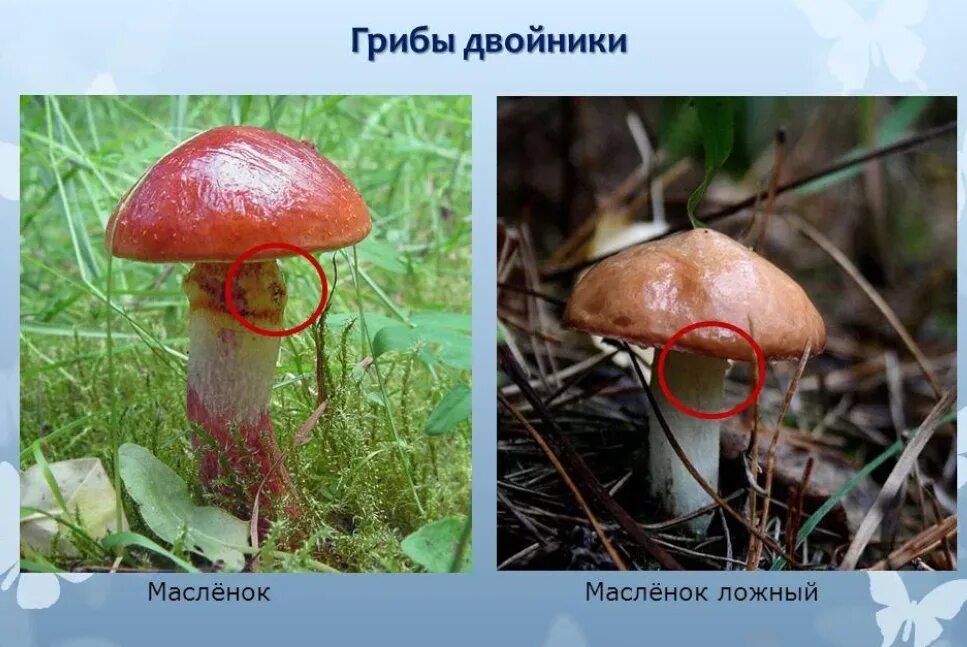 Грибы маслята ложные двойники. Маслёнок ложный и настоящий. Масленок гриб двойник. Маслята грибы фото ложные как отличить. Маслята грибы фото ложные как отличить.