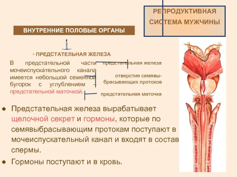 Особенности мочеиспускательного канала. Мочеиспускательный канал. Мочеиспускательный канал функции. Мочеиспускательный канал строение и функции. Функции мужского мочеиспускательного канала.