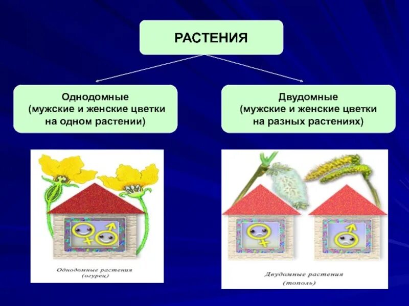 Чем однодомные растения отличаются от двудомных. Однодомные и двудомные цветки. однодомные схема. однодомные растения несут. однодомные и двудомные растения таблица.