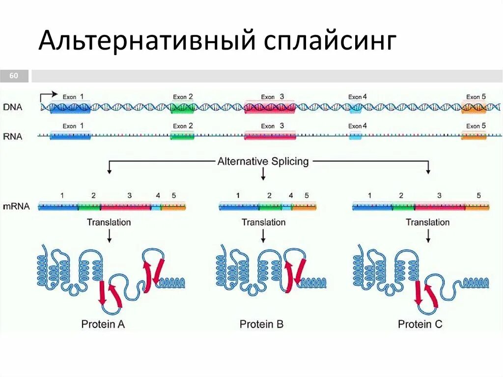 Альтернативный сплайсинг РНК. Схема сплайсинга РНК. Схема альтернативного сплайсинга у эукариот. Схема альтернативного сплайсинга.