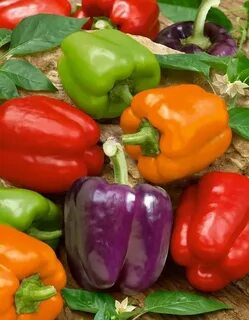 Peppers 10
