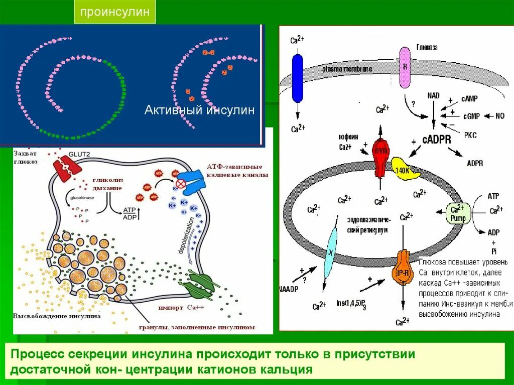 Синтез инсулина процесс. Молекулярный механизм секреции инсулина. Молекулярные механизмы развития. Молекулярные механизмы развития и течения сахарного диабета. Процесс работы инсулина.