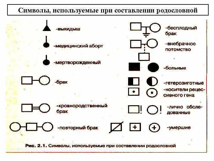 Символы генетики 10 класс. Составление родословной по генетике 10 класс биология. Символы использующиеся при составлении родословной. Обозначения для составления родословных. Основная схема генеалогического метода.