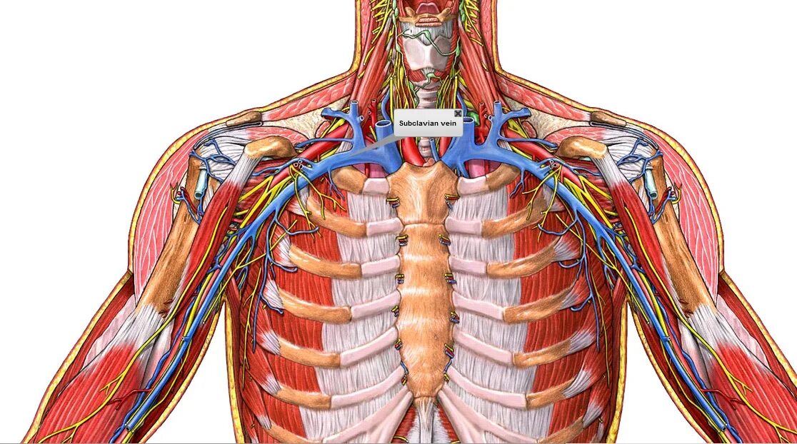 Подключичная Вена (Vena subclavia). Подключичная Вена топография. Правая подключичная вена