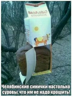 Кормушки мем