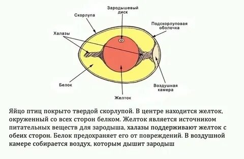 Яйцо птицы строение