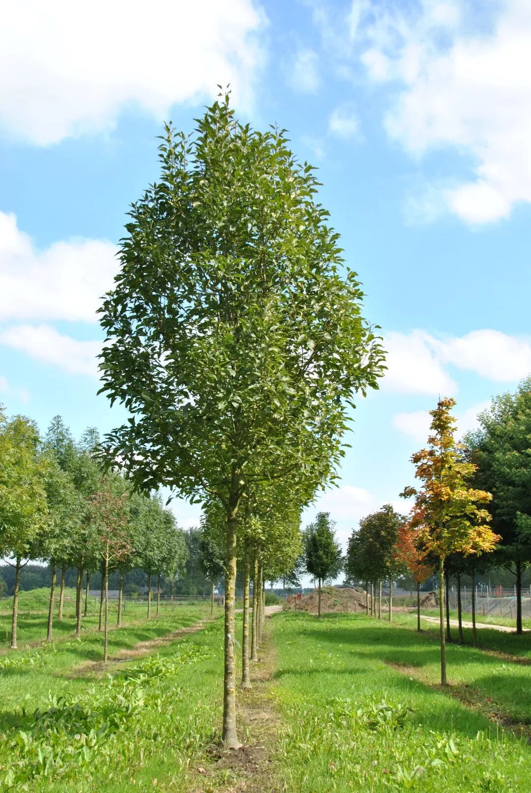 Fraxinus excelsior. Ясень остролистный. diversifolia ясень обыкновенный. ясень обыкновенный, с2. fraxinus excelsior дерево.