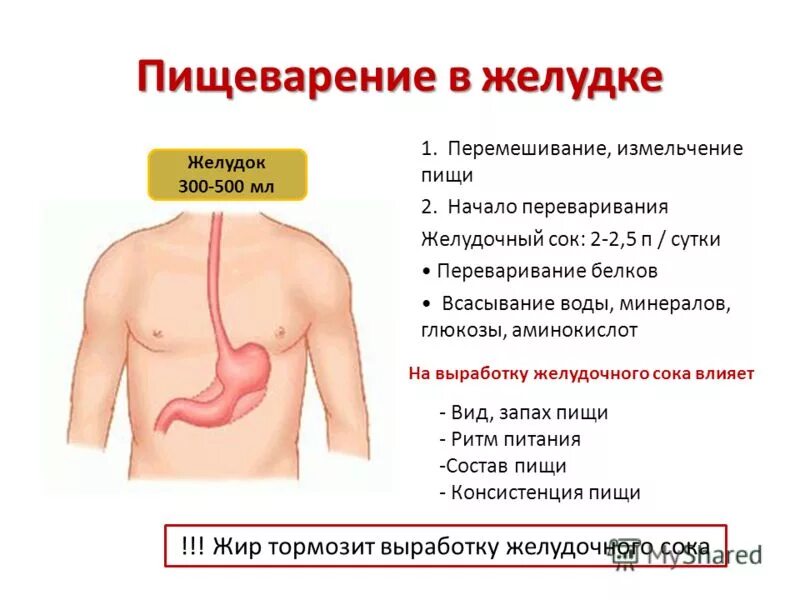 Пищеварительные процессы в желудке. Желудок переваривает пищу. Еда стоит в желудке что делать. Не переваривается пища в желудке. Поступление пищи в пищевод.