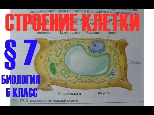 Параграф 7 5 класс пасечник. Строение клетки 5 класс биология пасечник. клетка биология 5 класс. строение клетки 5 класс пасечник. клетка растения пасечник 5 класс.