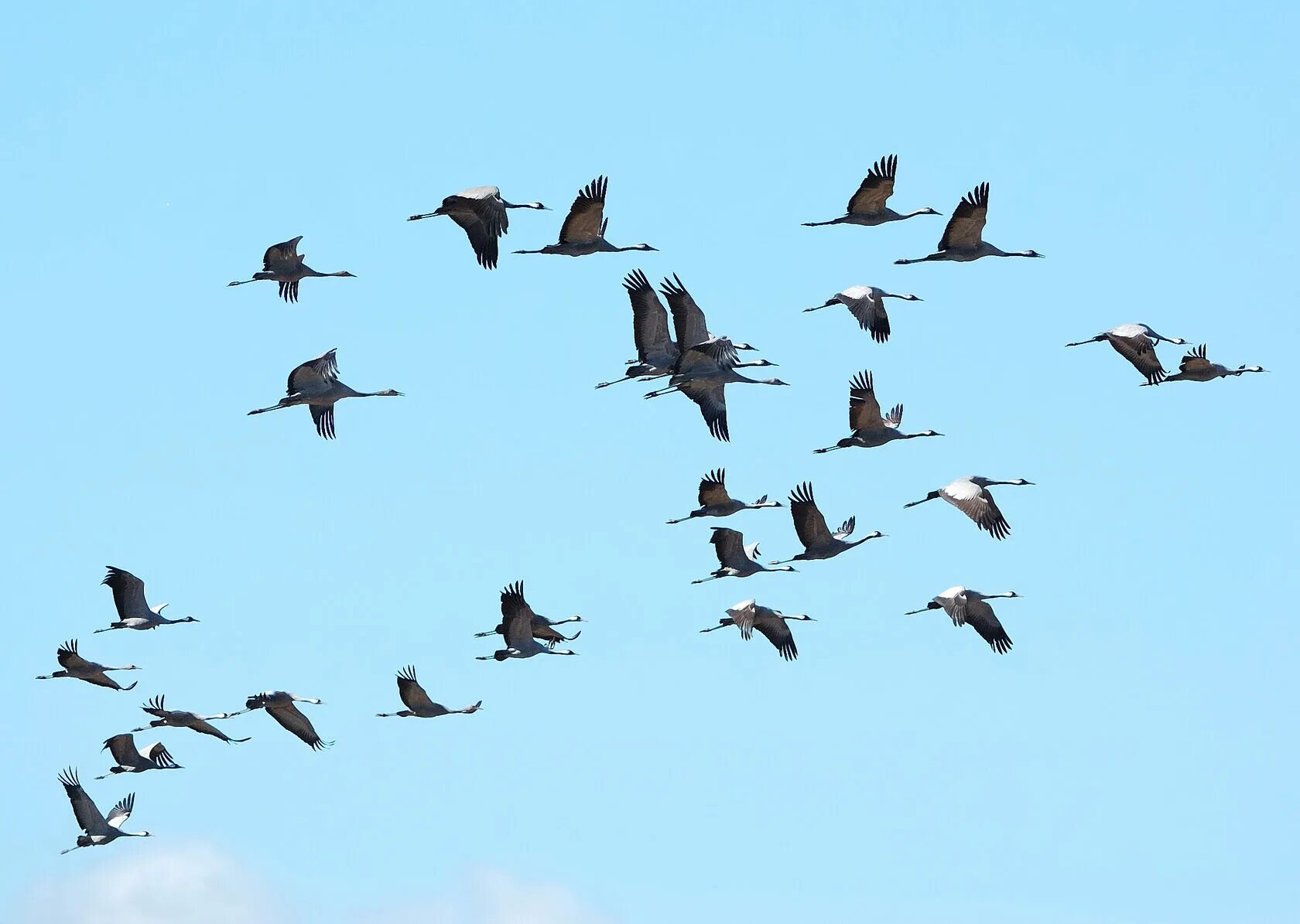 Перелетные птицы возвращаются домой. Журавлиный клин в небе. Летели прилетели. Летели прилетели. Весна птицы прилетели.