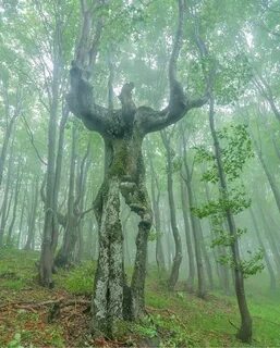 Природа которую не замечают