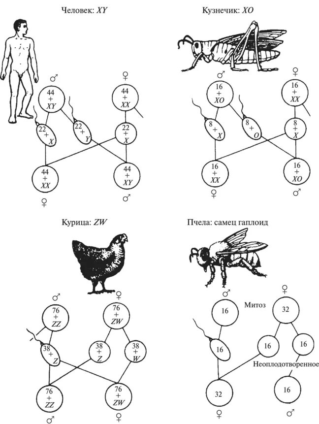 Гетерогаметные особи. Генетическая схема хромосомного определения пола у человека. Генетика пола схема. Наследование пола у кур. Схема хромосомного механизма определения пола.