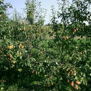 Саженцы груши талгарская