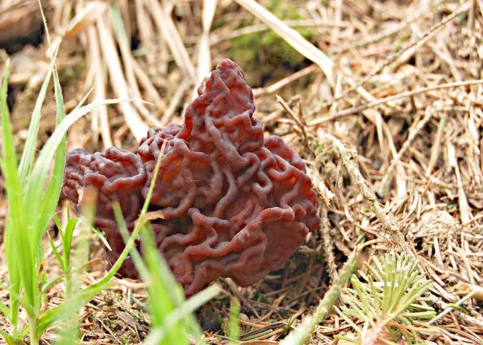 Строчок черный. Строчок или бабур. Бадяга обыкновенная строчок обыкновенный. Бадяга обыкновенная строчок обыкновенный. Гриб мозговик.