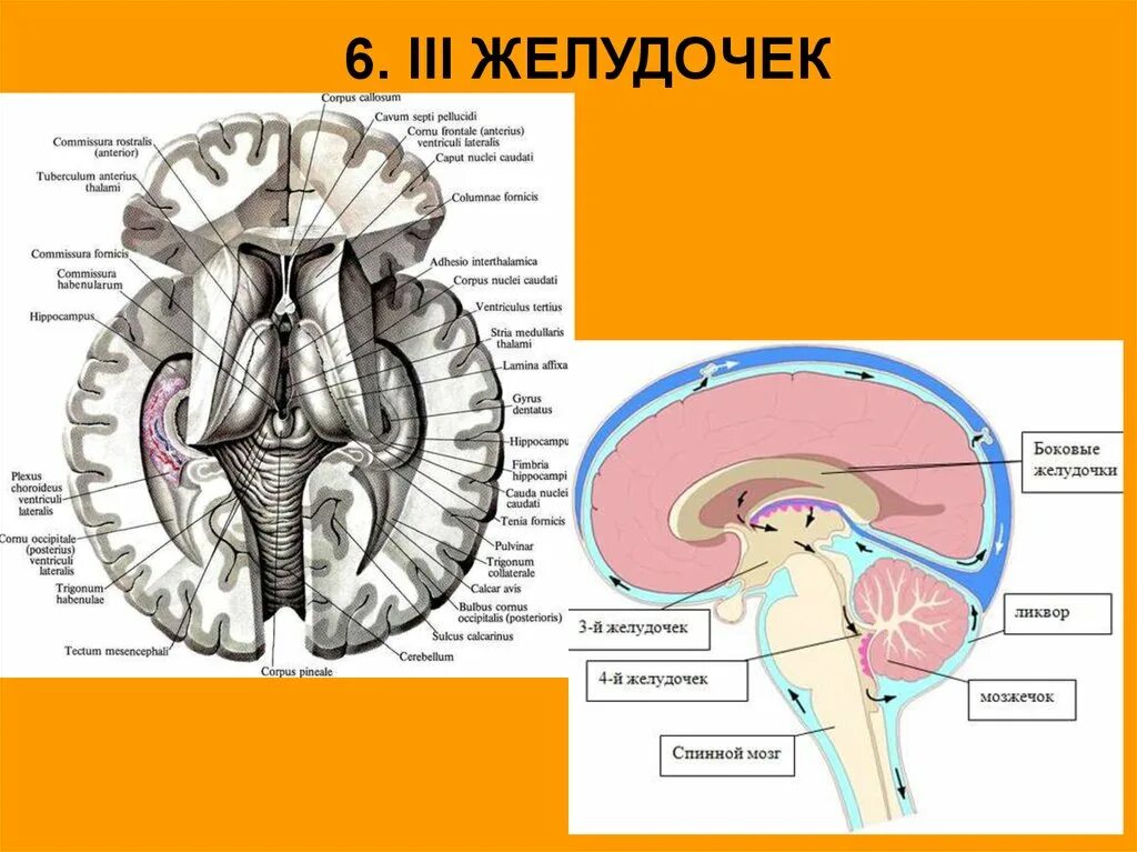 Средний мозг желудочек