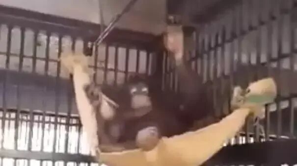 Виндовс Обезьяна Лежит В Гамаке И Дрочит