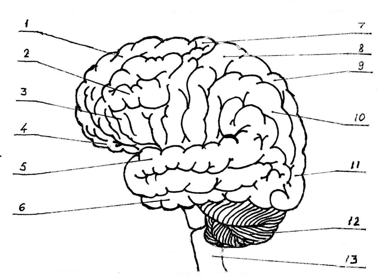 Большой мозг рисунок. Извилины мозга. Строение мозга.