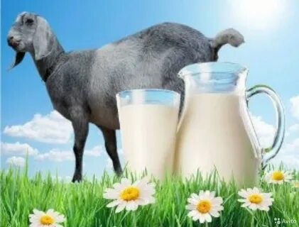 Козье молоко с яйцом