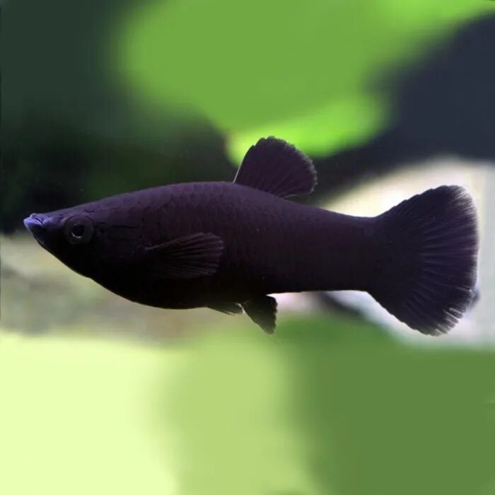 Моллинезия аквариумная рыбка. Аквариумная рыбка Моллинезия черная. Чёрная Молли (Моллинезия). Рыбка Моллинезия черная. Моллинезия аквариум рыбка
