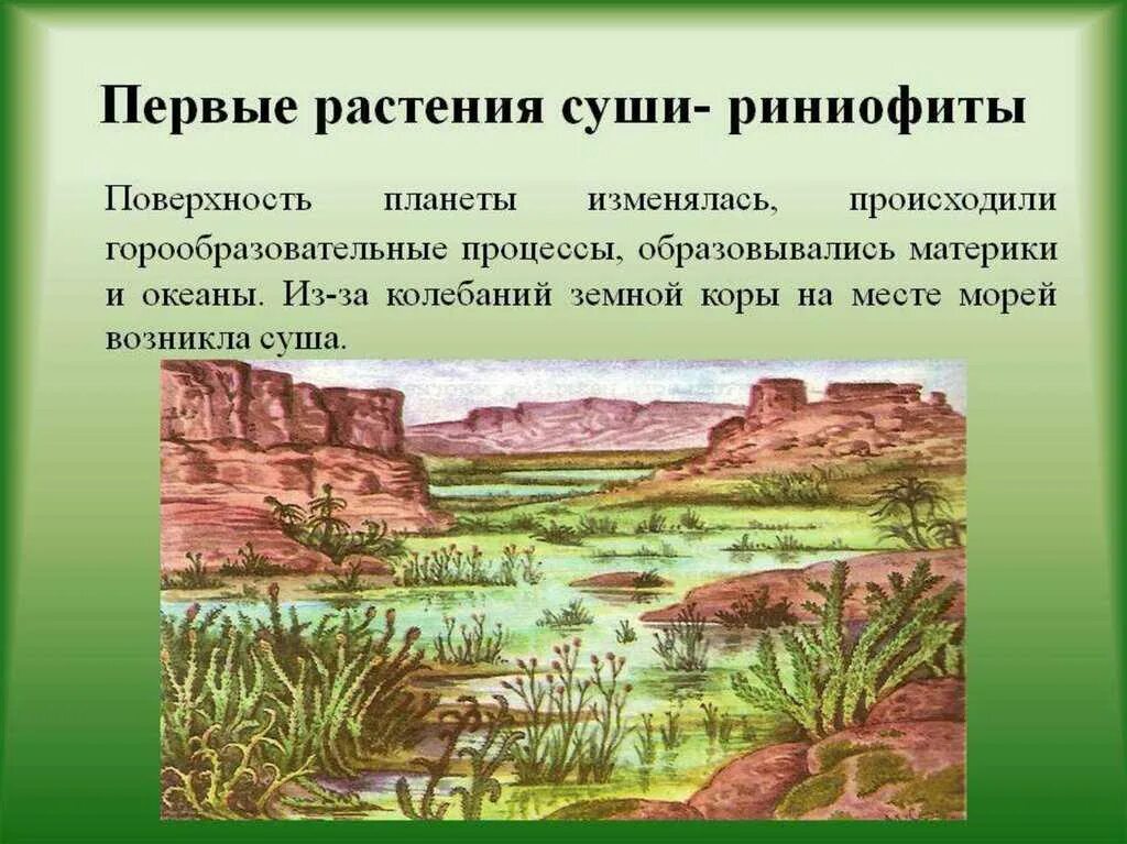 В какую эру возникли многоклеточные организмы. Первые растения суши риниофиты. Риниофиты первые наземные растения. Риниофиты Эра. Первые растения на суше.