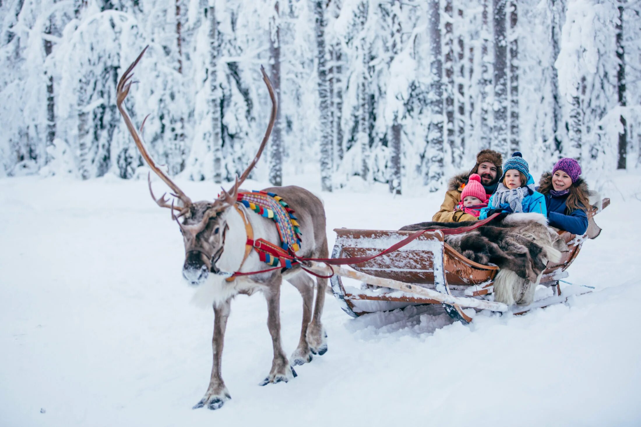 Сафари с северными оленями в Лапландии. Оленьи упряжки Лапландия. Reindeer Sled Финляндия. Лапландия Финляндия.