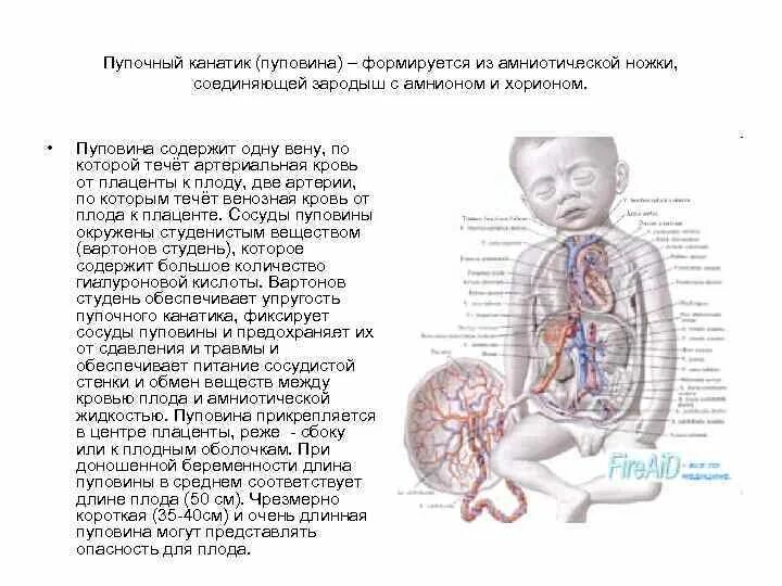 Пуповина строение и функции. Пупочный канатик развитие строение функции. Нормальное строение пуповины. Пуповина строение схема.