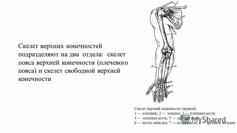 скелет верхней конечности тест