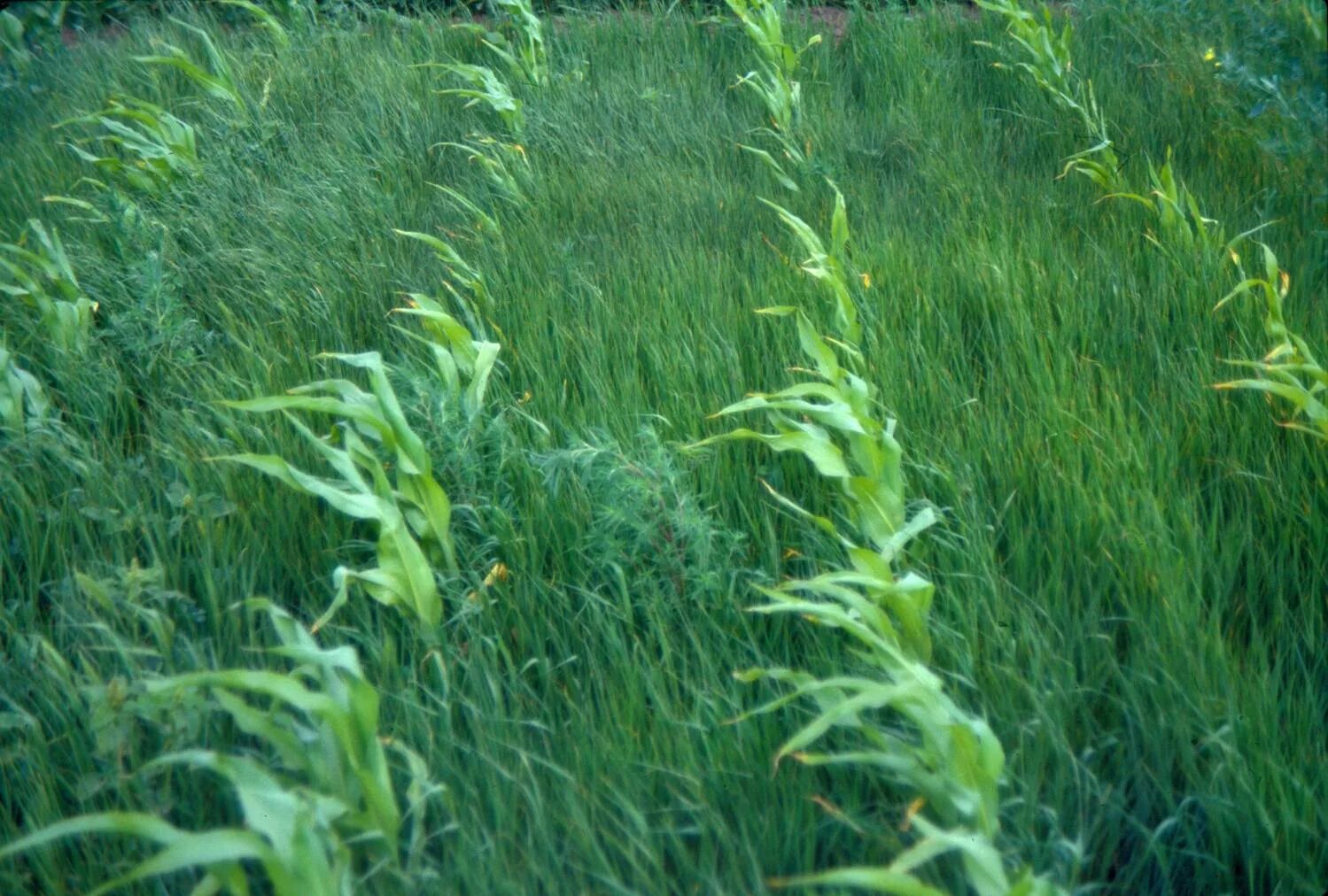 Люцерну ячмень. Сорные растения в озимой пшенице. Сорняки на поле. Сорняки в посевах озимой пшеницы. Сорняки на пшенице.
