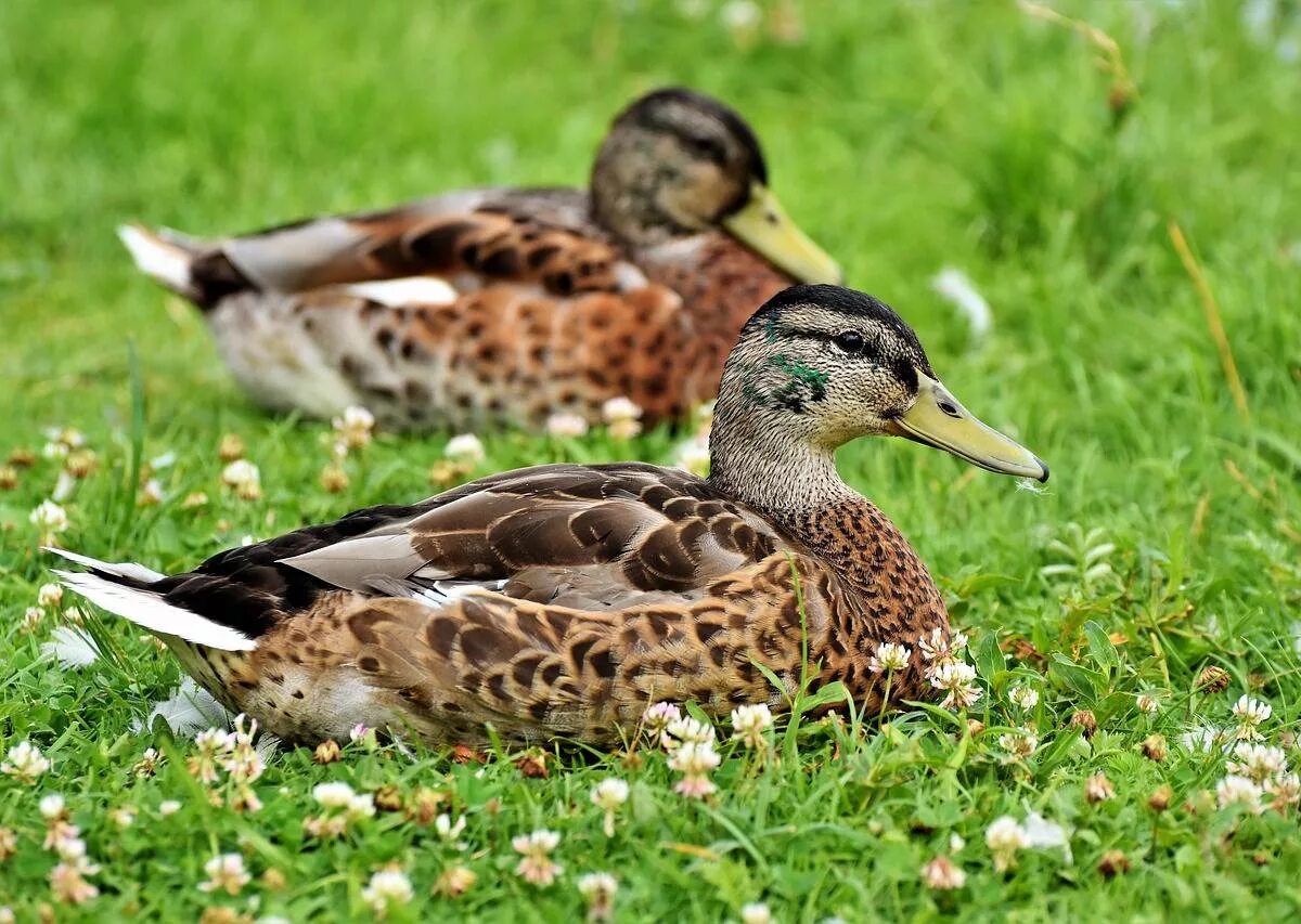 Утка летом. Утки на траве. Утки летом. Утка водоплавающая птица. Кряква с выводком.