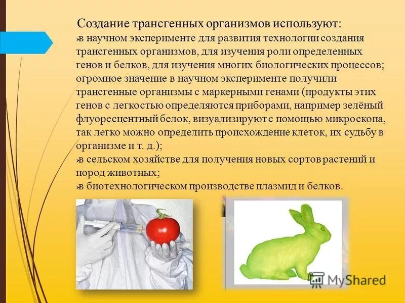 Получение трансгенных животных. Генетически модифицированные организмы животные. Трансгенные организмы животные. Схема получения трансгенного животного. Создание трансгенных животных.