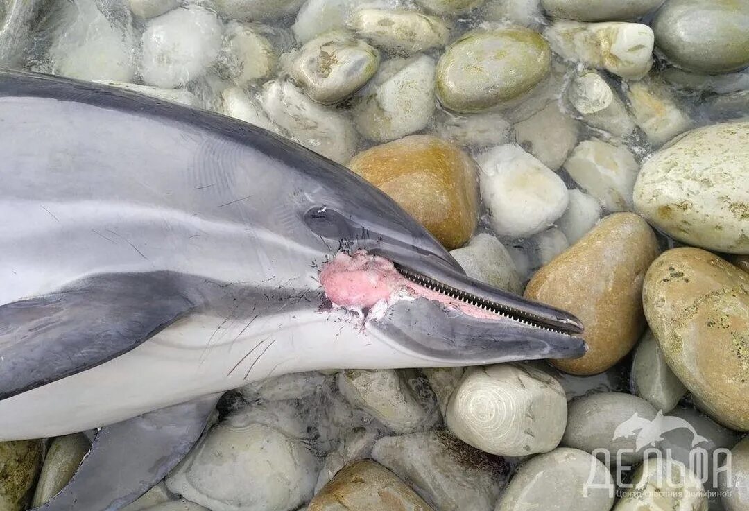 Дельфины террористы. Мертвые дельфины в Геленджике. Дельфины в Геленджике.