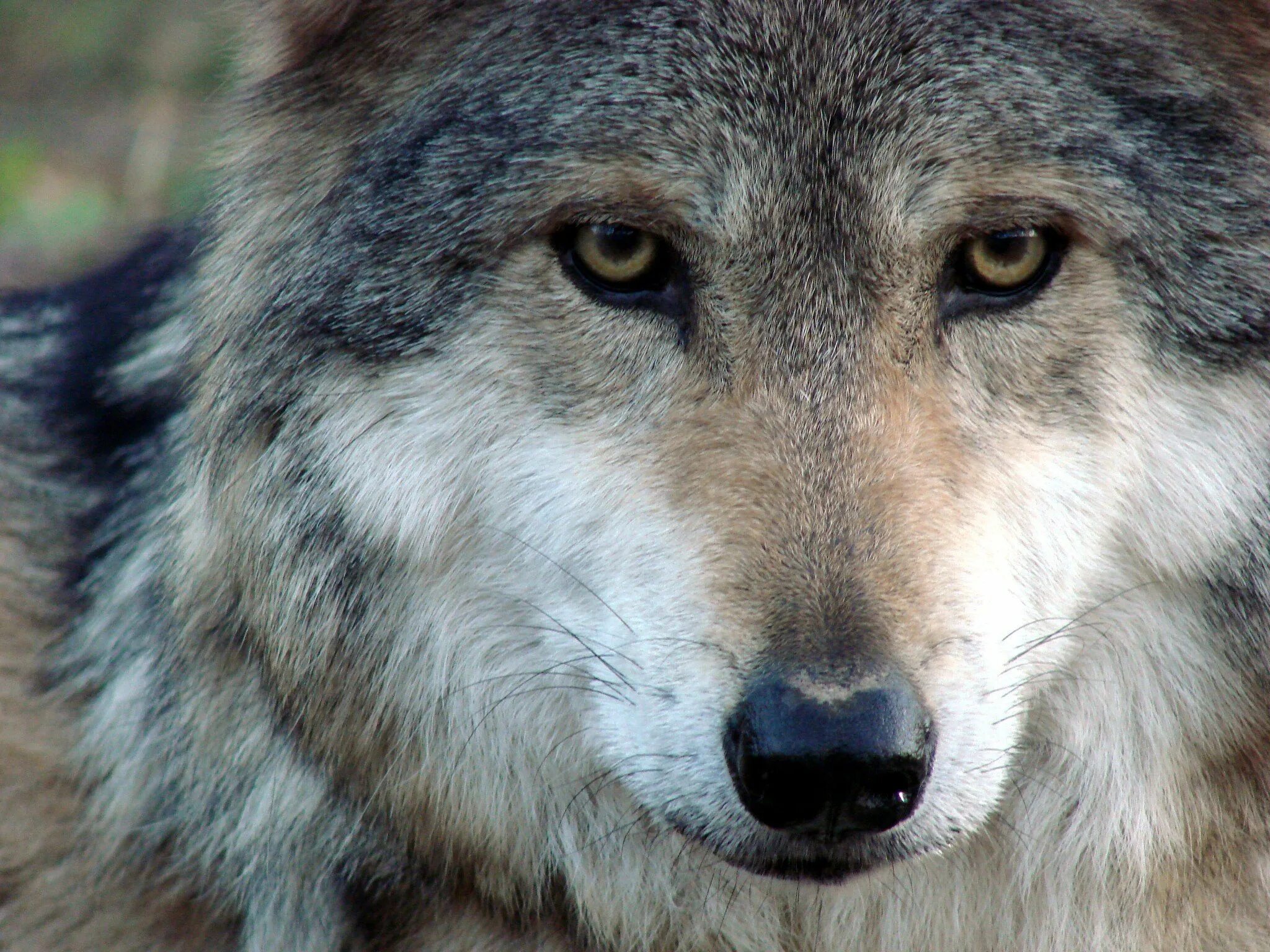 Смешные картинки волка. Волк. Волк фото. Красивый волк. Красивый гордый волк.