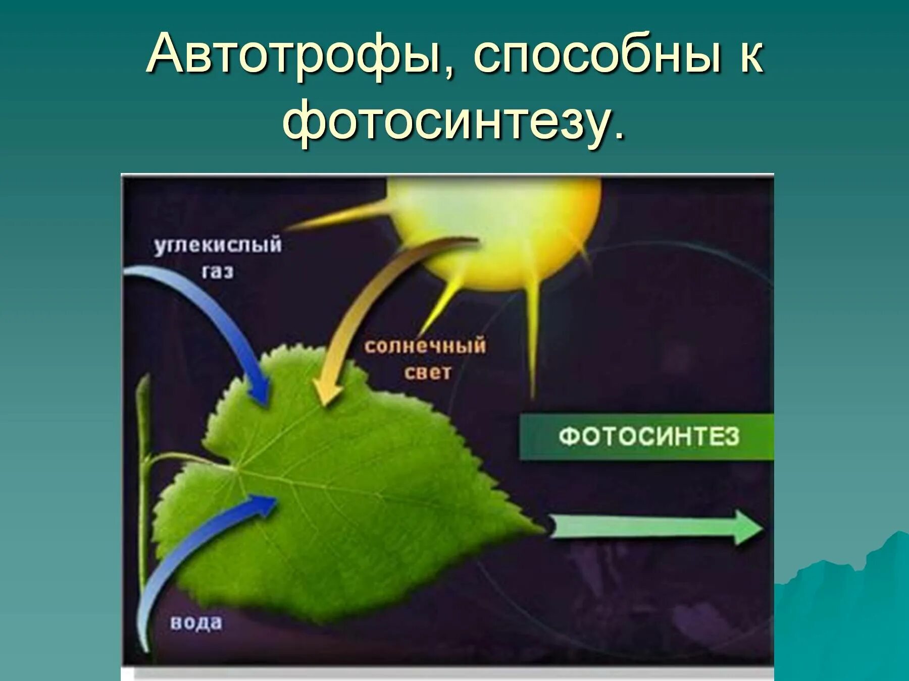 Появление автотрофных организмов. Процесс фотосинтеза. Автотрофы фотосинтез. Автотрофы процесс фотосинтеза. Растения способны к фотосинтезу.