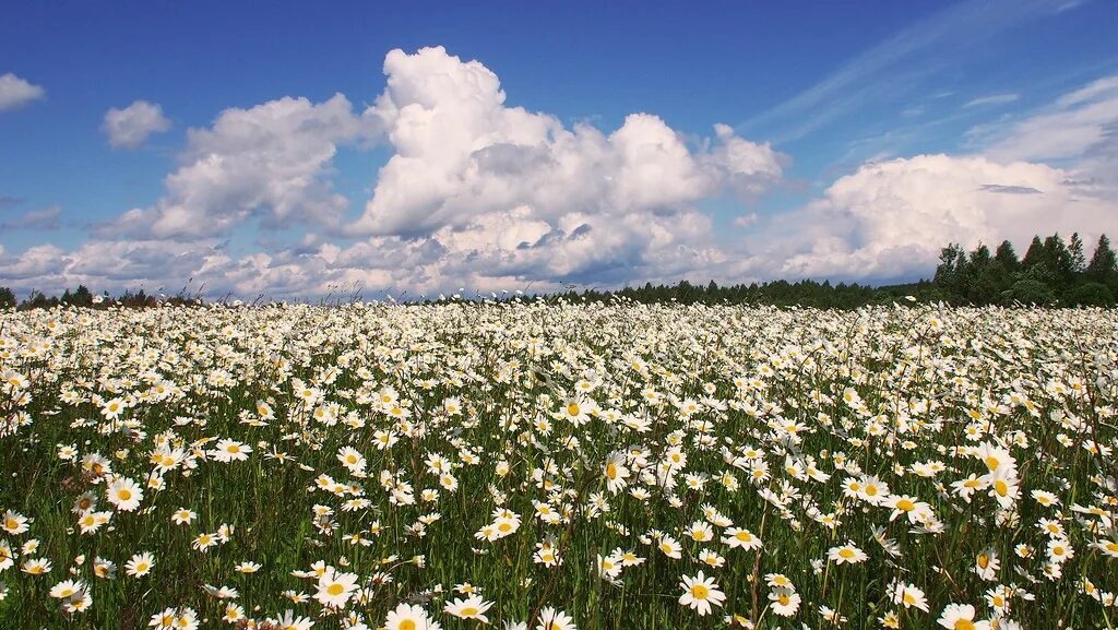 поле ромашек. ромашковая поляна хаджох. поляна ромашек. ромашковая поляна абинск. поле ромашек картинки.