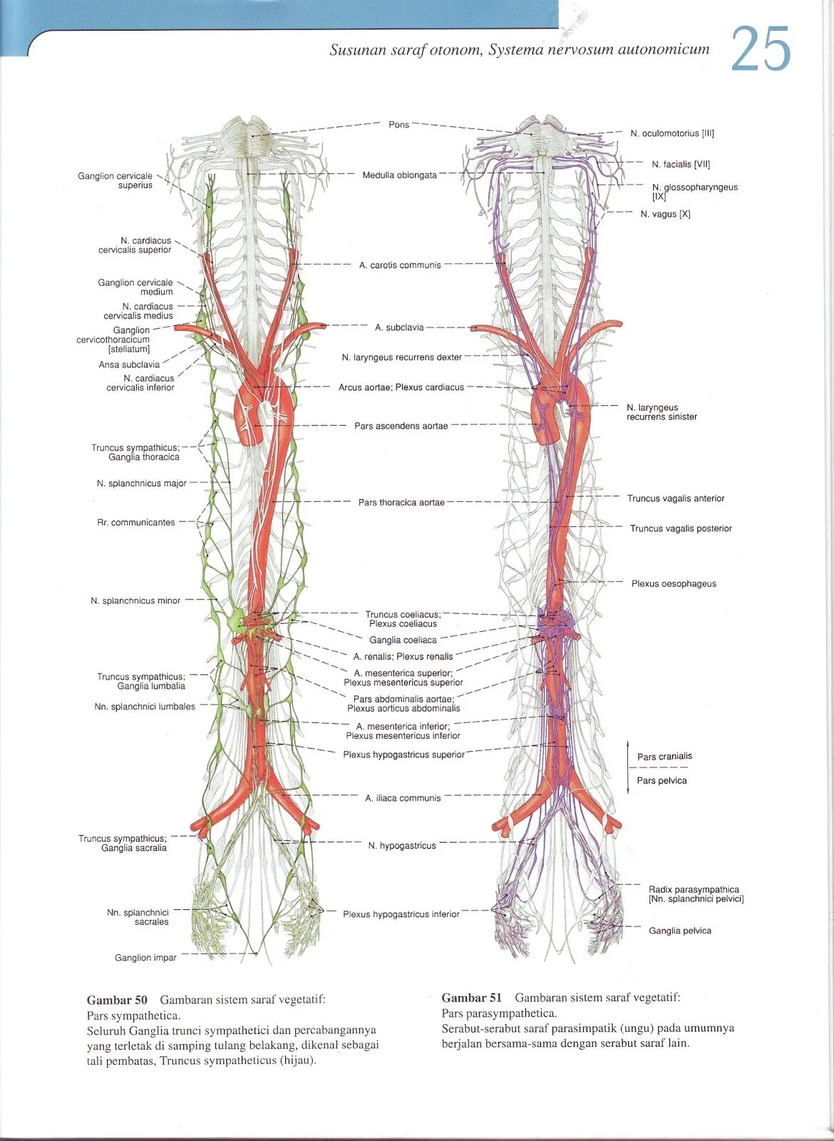 Truncus sympathicus. Truncus sympathicus cervicalis. топография n. laryngeus recurrens. plexus oesophageus.
