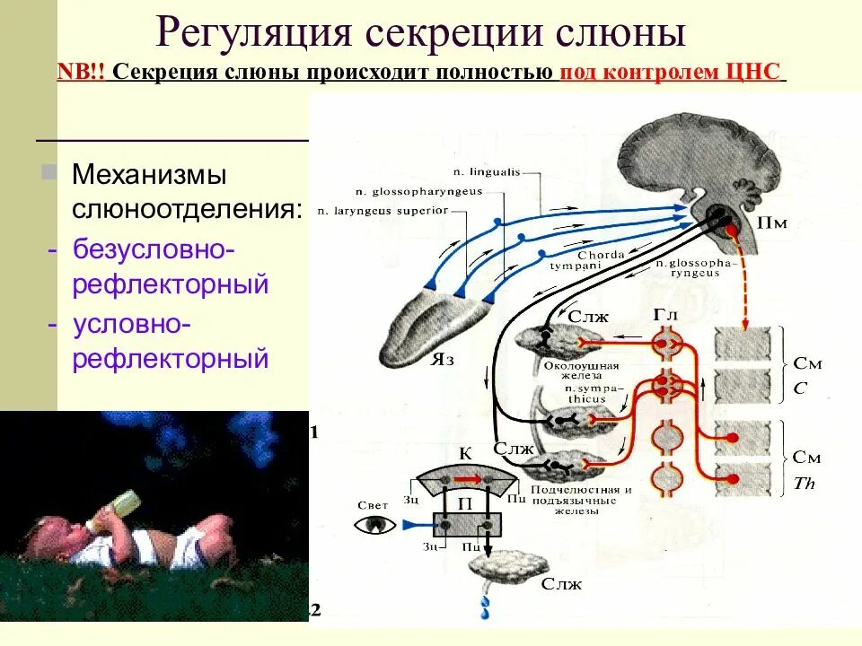 Слюноотделение нервная система. Механизм регуляции секреторной функции слюнных желез. Регуляция секреции слюны физиология. Рефлекс слюноотделения схема. Регуляция слюноотделения схема.