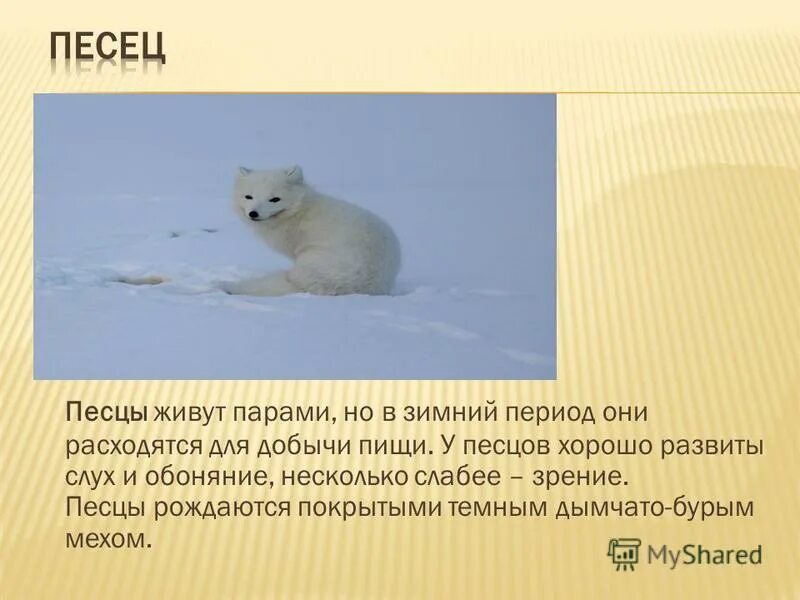 сообщение о песце. полярная лисица песец. песец описание. песец доклад. рассказ о песце.