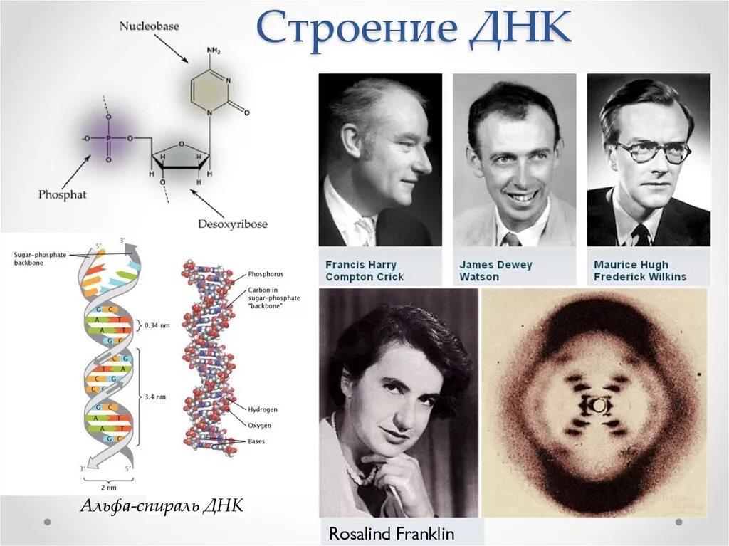 Строение ДНК. Структура ДНК. Расшифровка структуры ДНК. Изучена молекулярная структура ДНК.