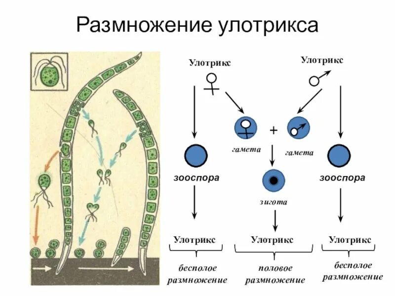 Цикл водорослей улотрикс. Размножение водоросли улотриксы. Жизненный цикл цикл улотрикса. Схема размножения улотрикса. Улотрикс жизненный цикл.