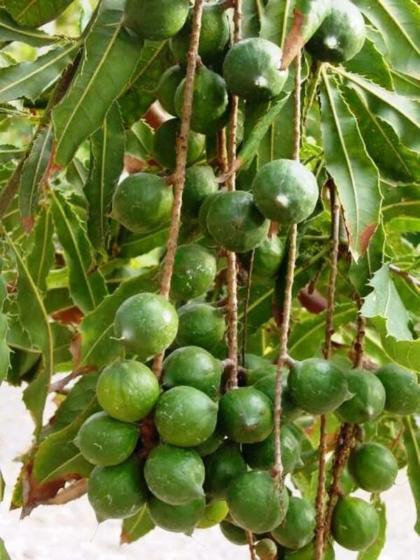 В каких странах растет макадамия. Macadamia integrifolia. Макадамский орех дерево. Макадамия орех дерево. Мураками орех.