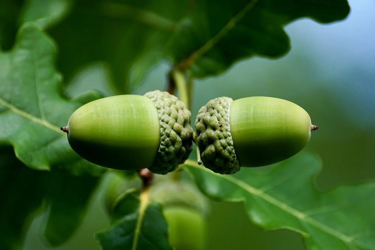 Желуди 1. Плоды дуба. Дуб черешчатый семена. Дуб черешчатый (quercus robur l. Семена дуба.