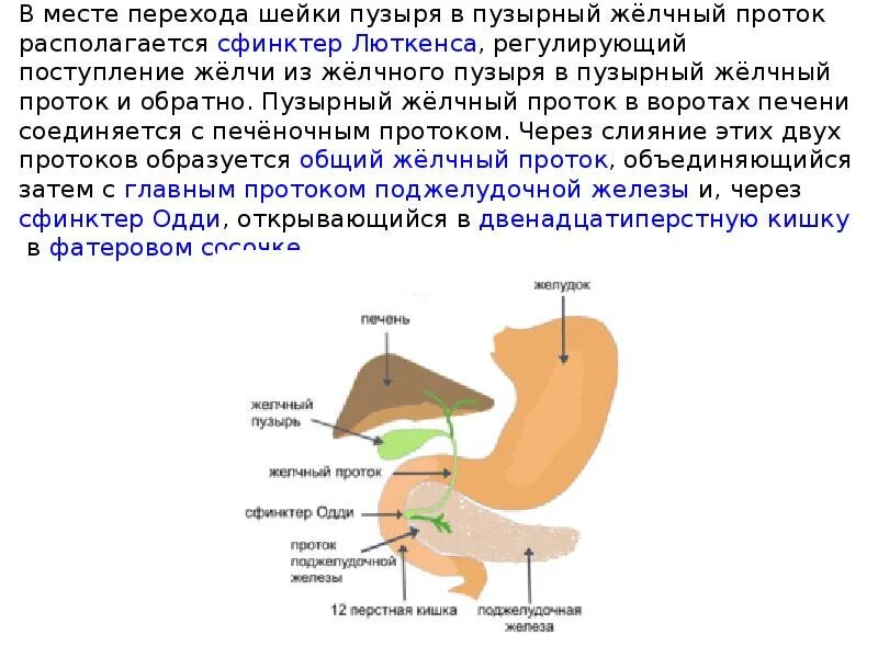 Желчный пузырь шейка тело. Желчный пузырь сфинктер Люткенса. Сфинктеров Одди, Люткенса, Мирицци. Протоки желчного пузыря сфинктеры.