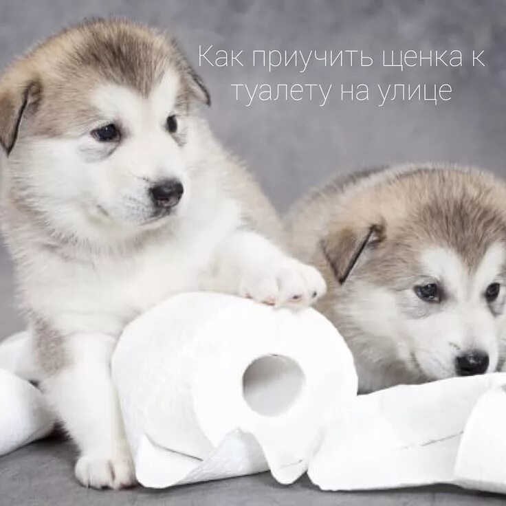 Как научить хаску