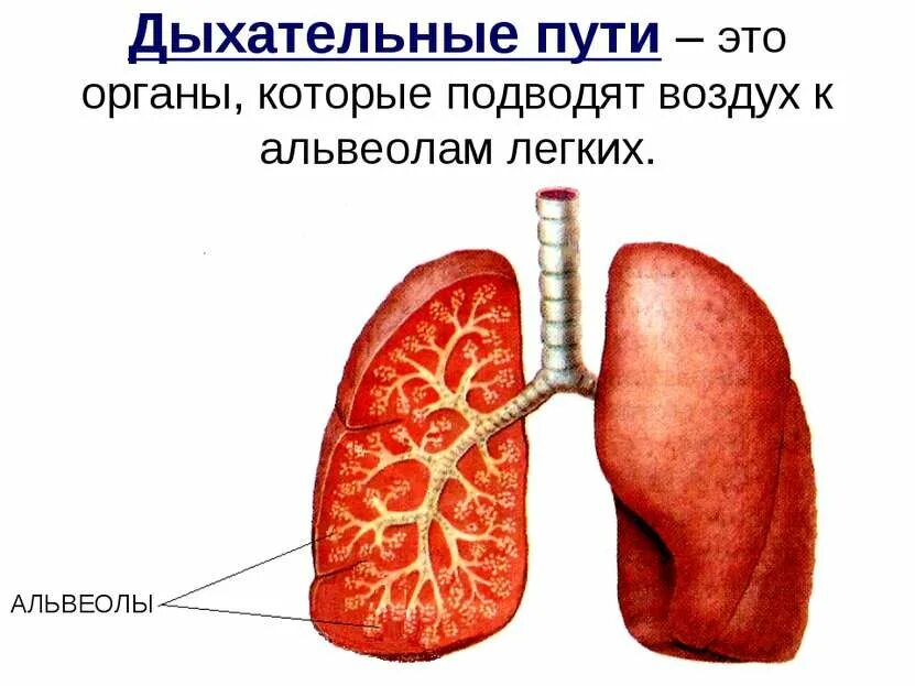 Легочные пузырьки в легких. Лёгочная альвеола. Легкие альвеолы. Альвеолы в лёгких. Дыхание в альвеолах.