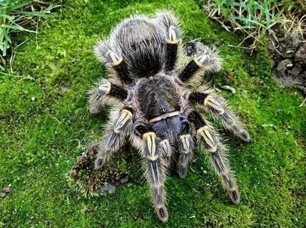 Spider g
