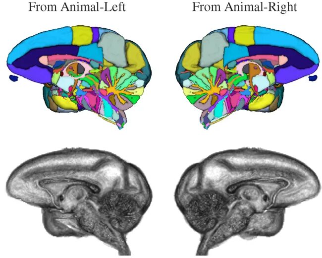 Какой мозг у приматов. Головной мозг обезьяны. Мозг обезьяны строение. Головной мозг приматов.