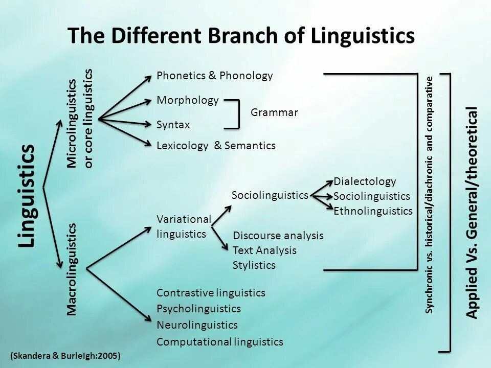 Applied names. The different Branch of Linguistics. Branches of Linguistic. Лексикология английского языка. What is Linguistic презентация.