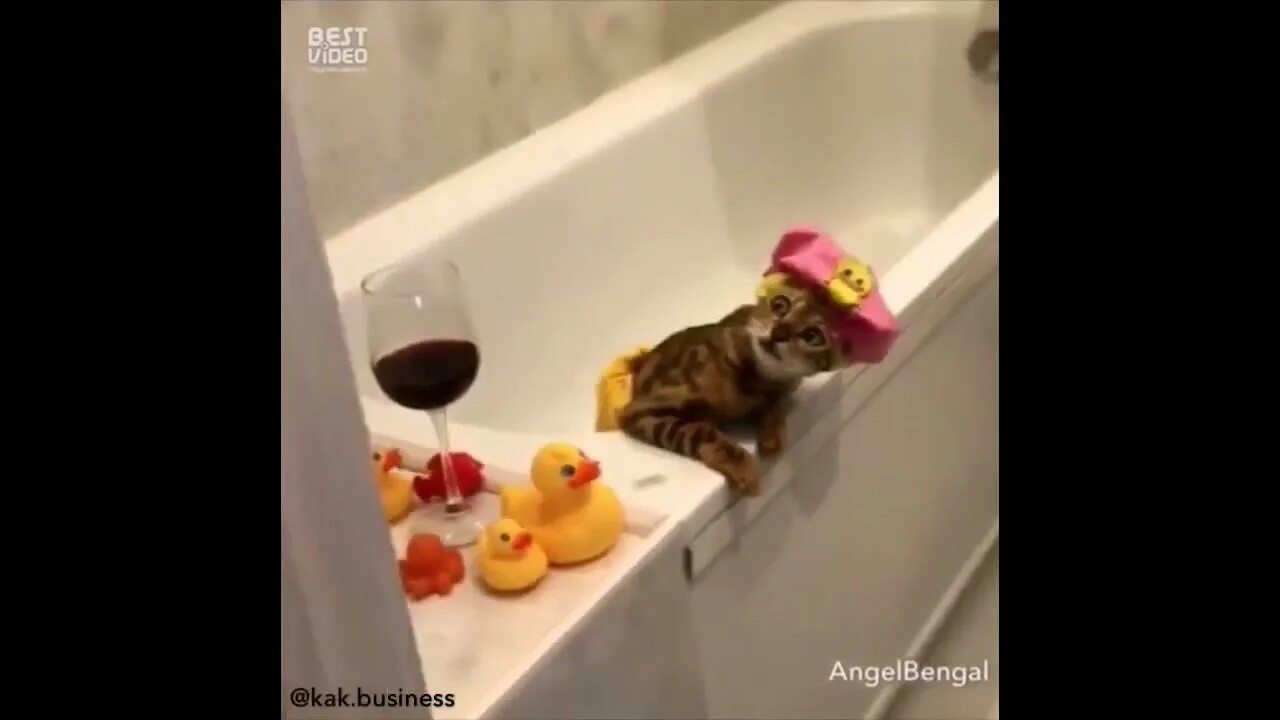 Котик в ванной. Кошка в ванне. Кот в ванне с уточками. Кошка в ванне в шапочке. Видео коты в ванне
